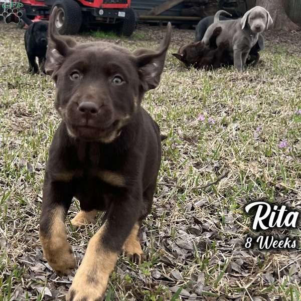 Rita, Charcoal Labrador Retriever Puppy